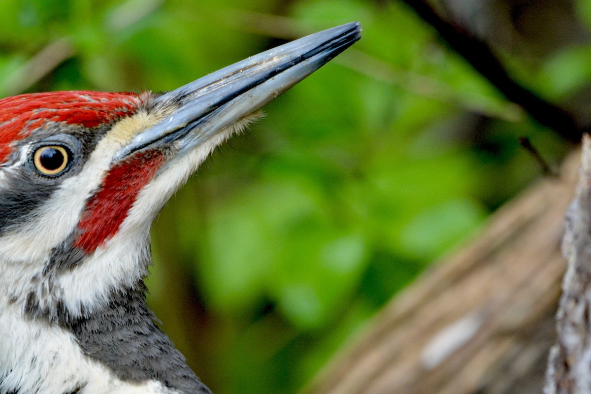 Pileated Woodpecker - Anonymous