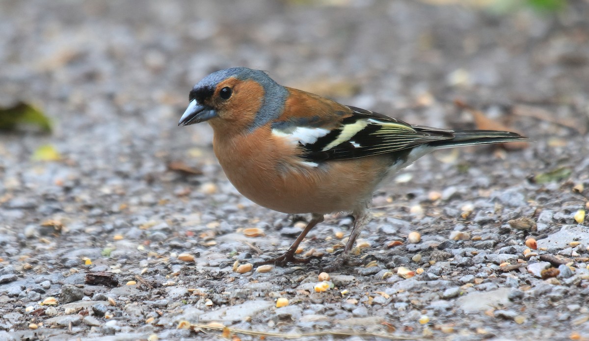 Common Chaffinch - Craig Reed