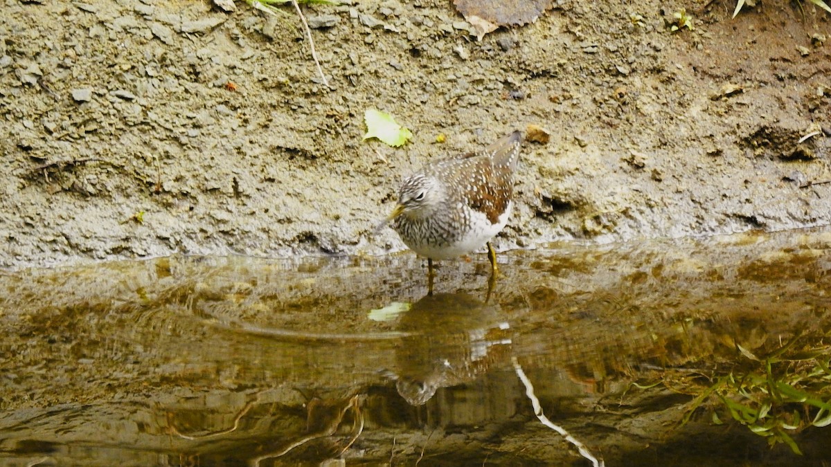 Spotted Sandpiper - woody wheeler