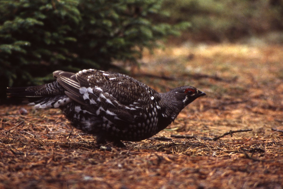 Spruce Grouse - Kirk Waterstripe