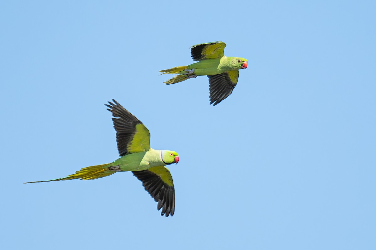 Rose-ringed Parakeet - Uriel Levy