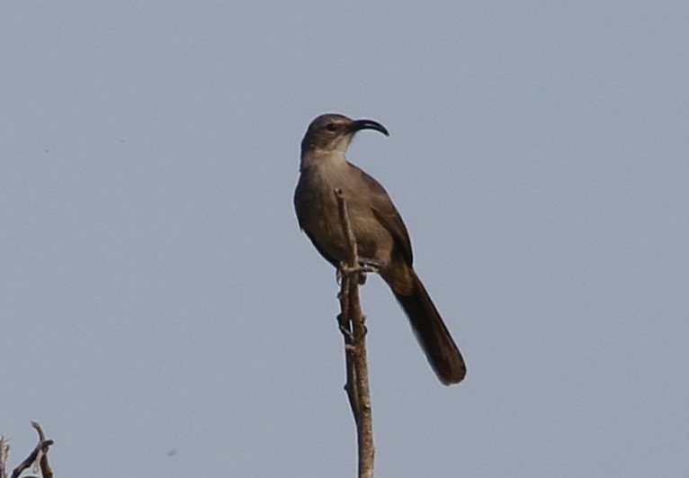 California Thrasher - Nick Lethaby