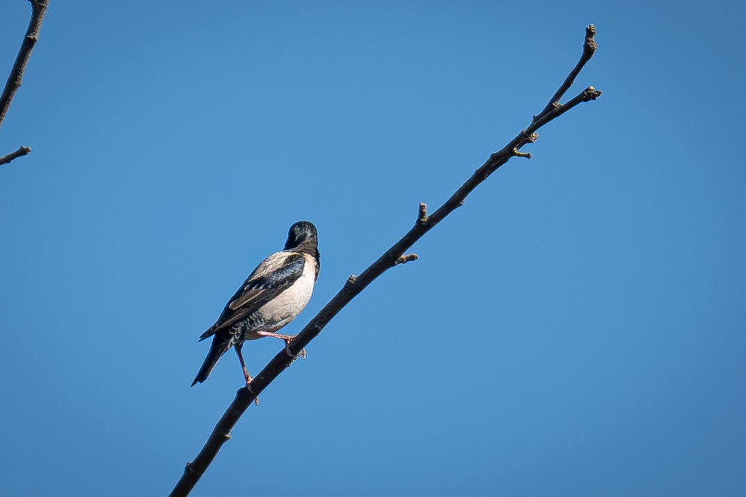 Rosy Starling - Uriel Levy