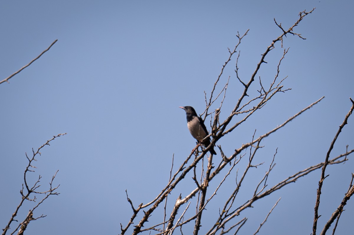 Rosy Starling - Uriel Levy