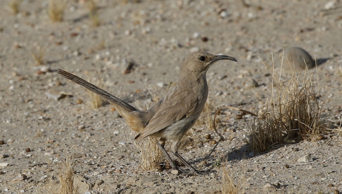 LeConte's Thrasher - Nick Lethaby