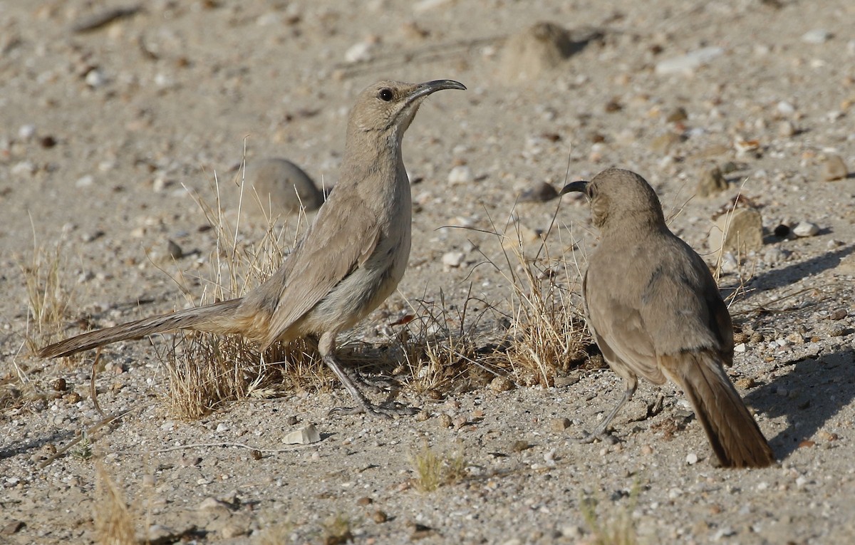 LeConte's Thrasher - Nick Lethaby