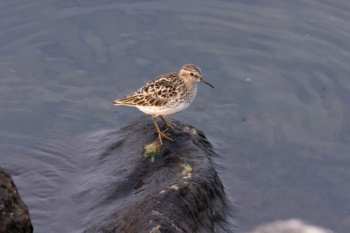 Least Sandpiper - Jessica Blaine Smith