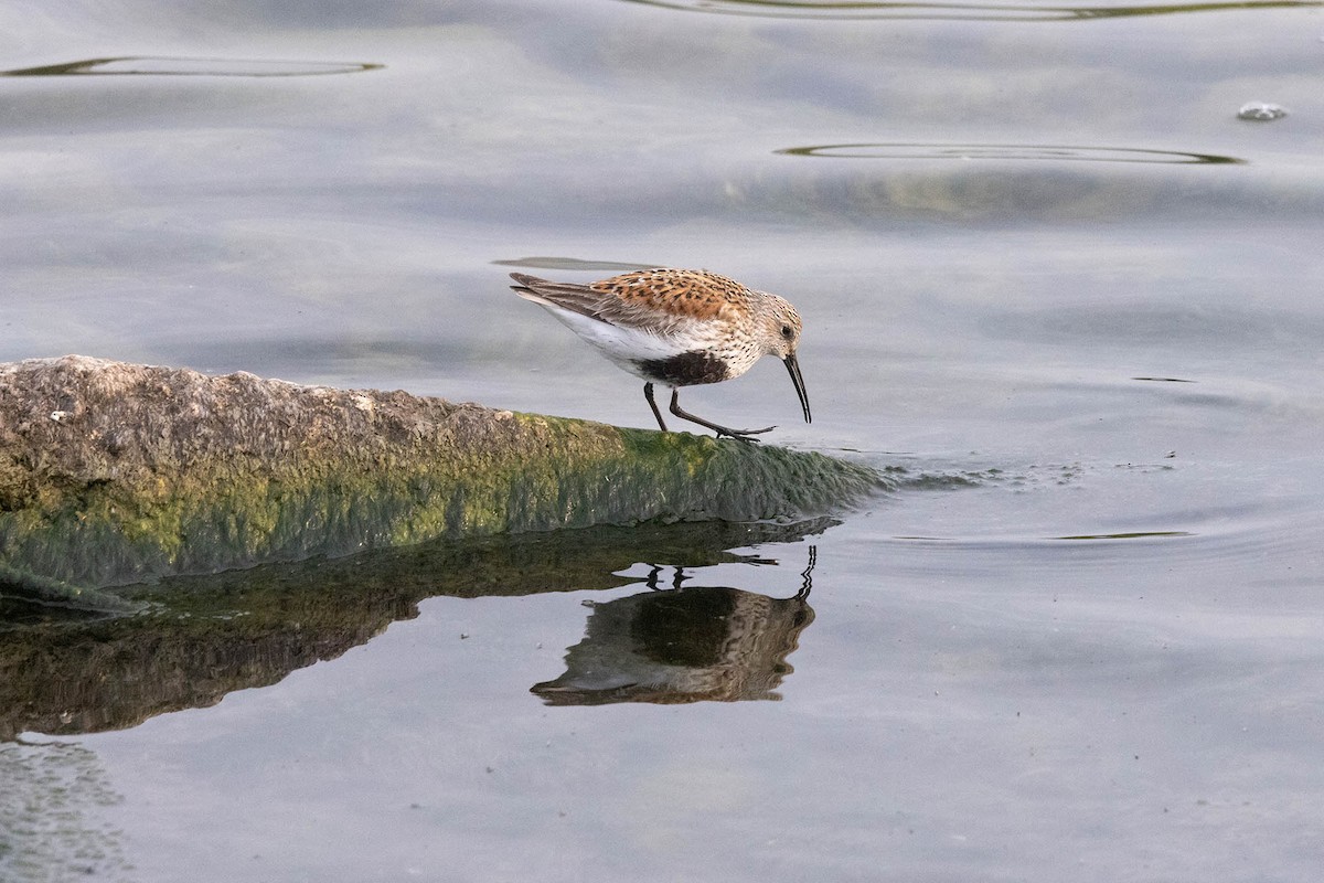 Dunlin - ML619085920