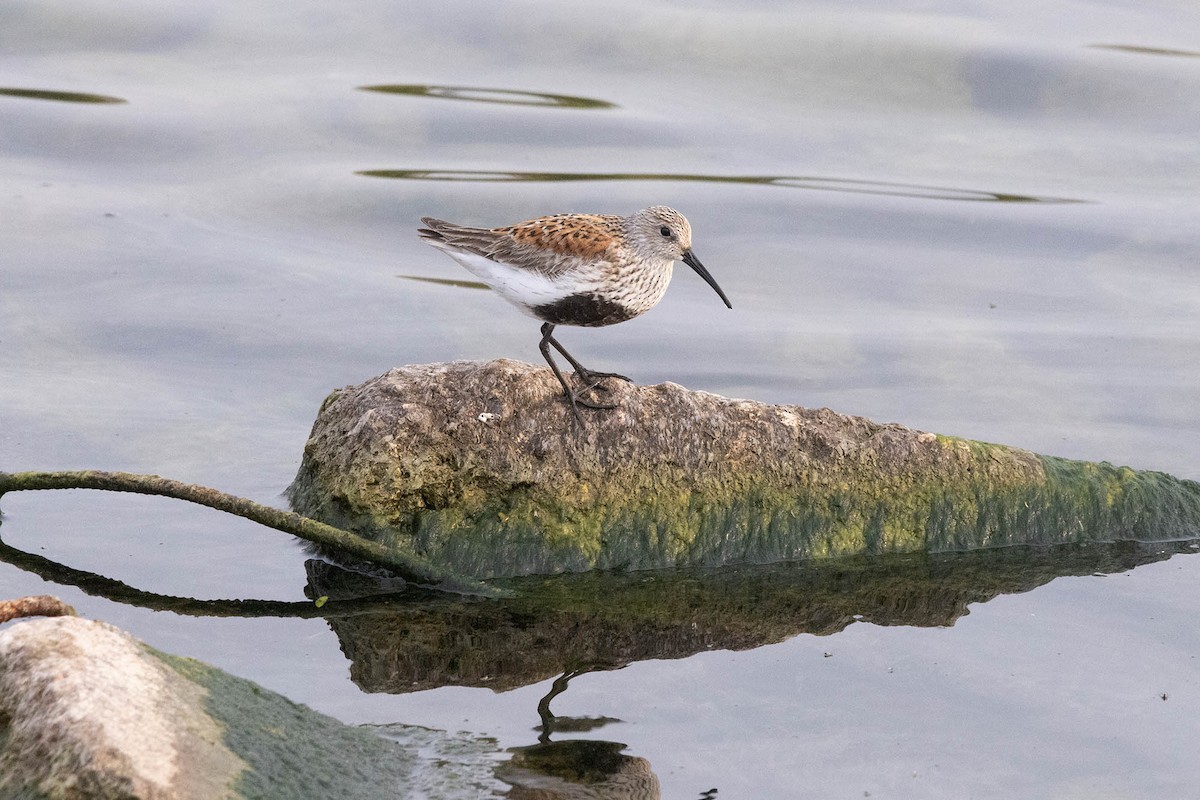 Dunlin - Jessica Blaine Smith