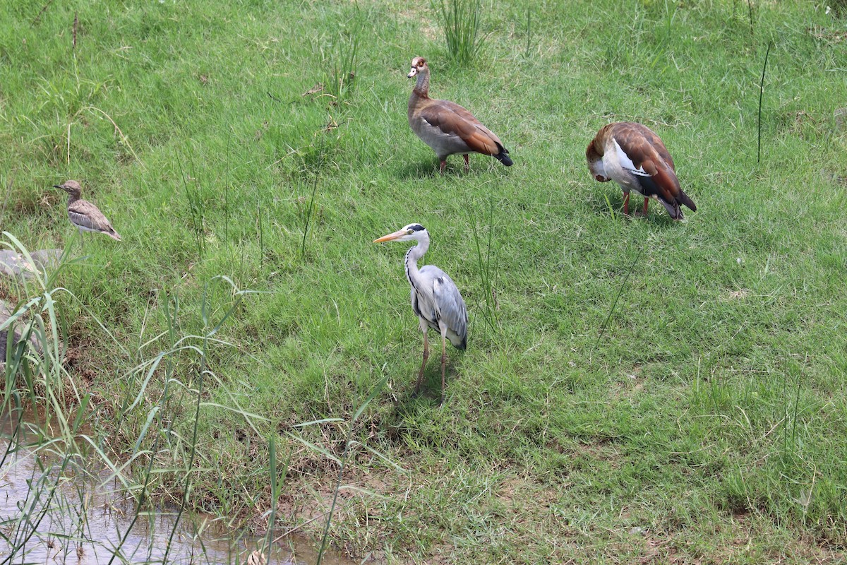 Gray Heron - ML619085925