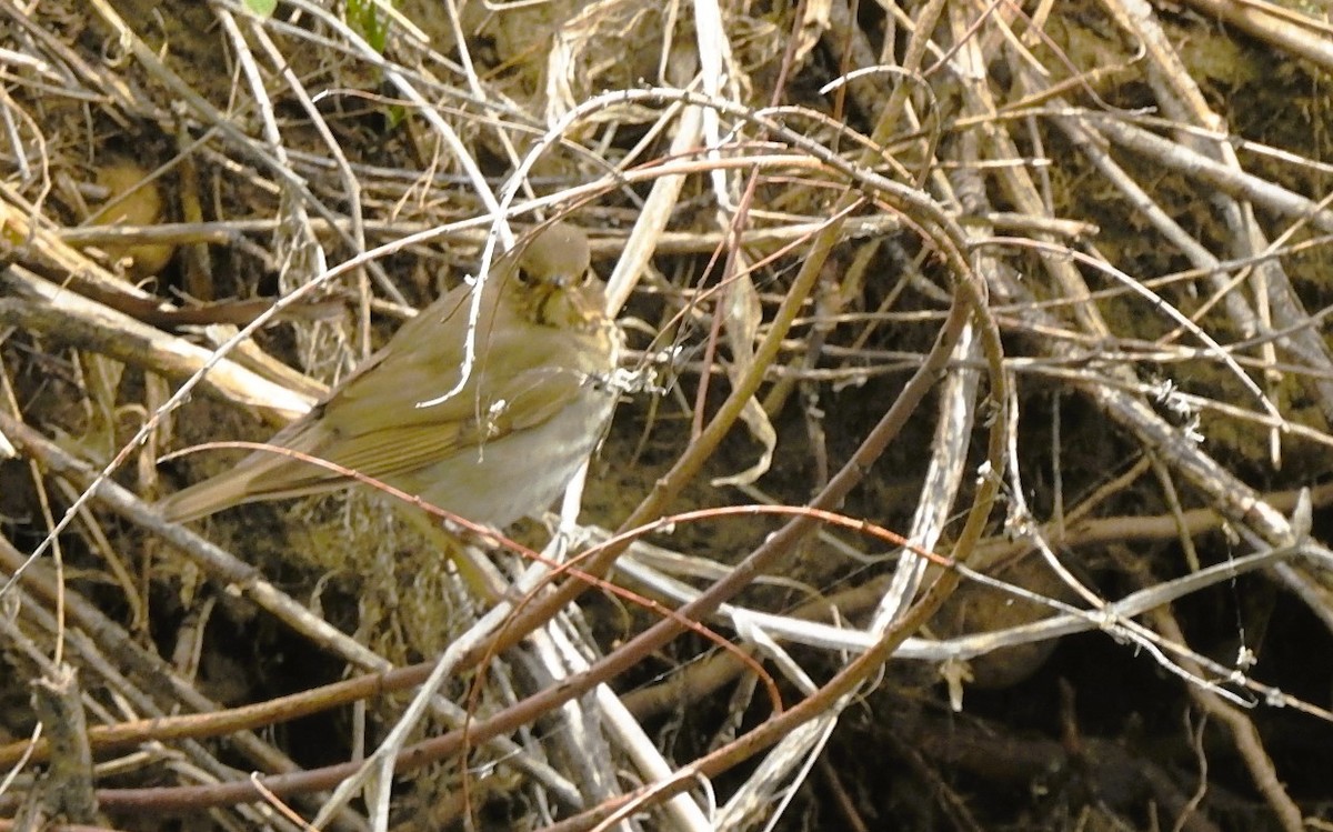 Swainson's Thrush - woody wheeler