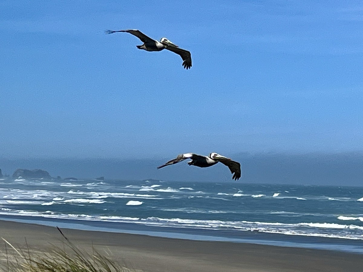 Brown Pelican - Tim Rodenkirk