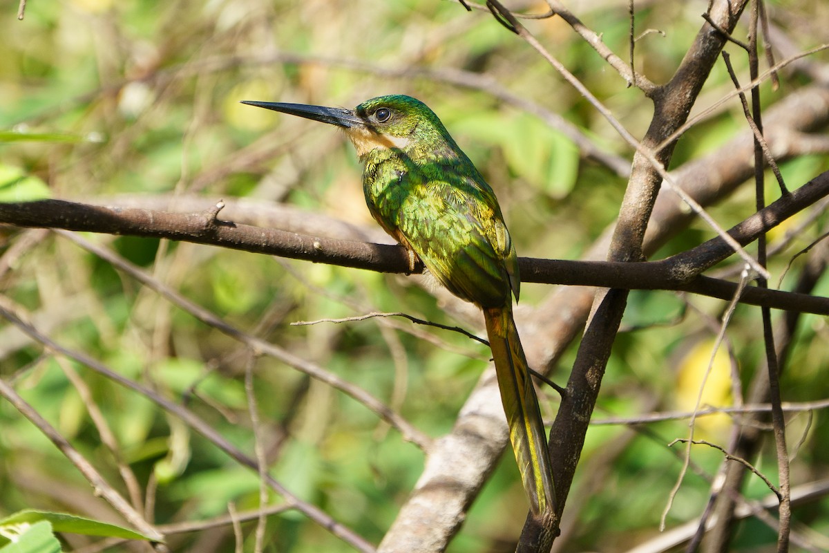 Rufous-tailed Jacamar - David Cedeño