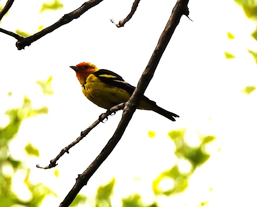 Western Tanager - woody wheeler