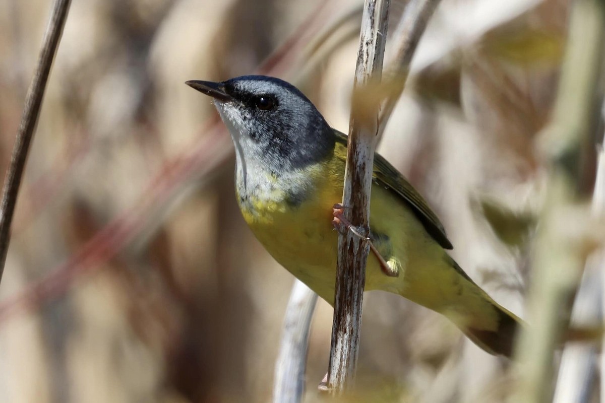 Mourning Warbler x Common Yellowthroat (hybrid) - ML619085970