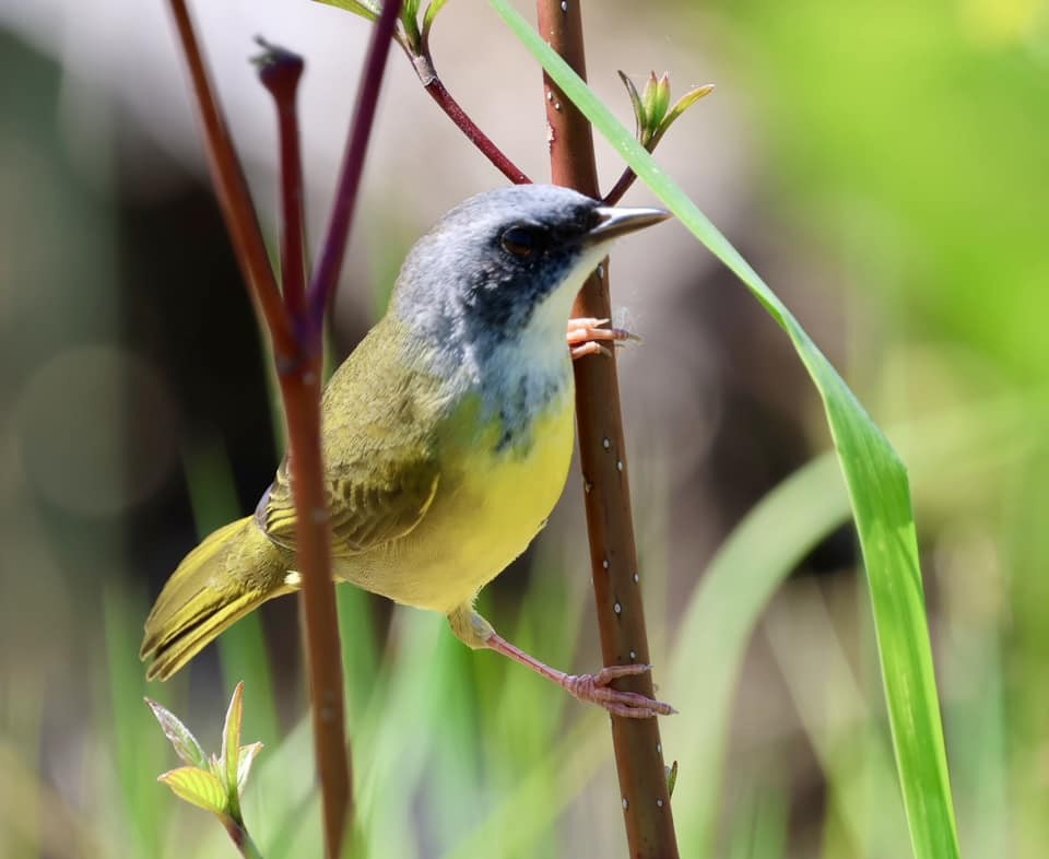 Mourning Warbler x Common Yellowthroat (hybrid) - Études des populations  d'oiseaux du Québec