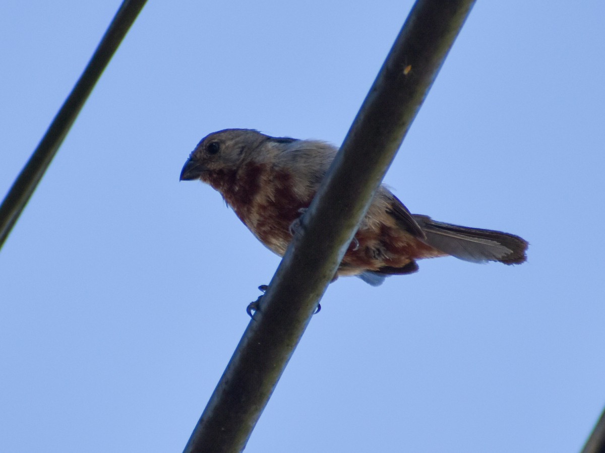 Black-and-white Seedeater - ML619085994