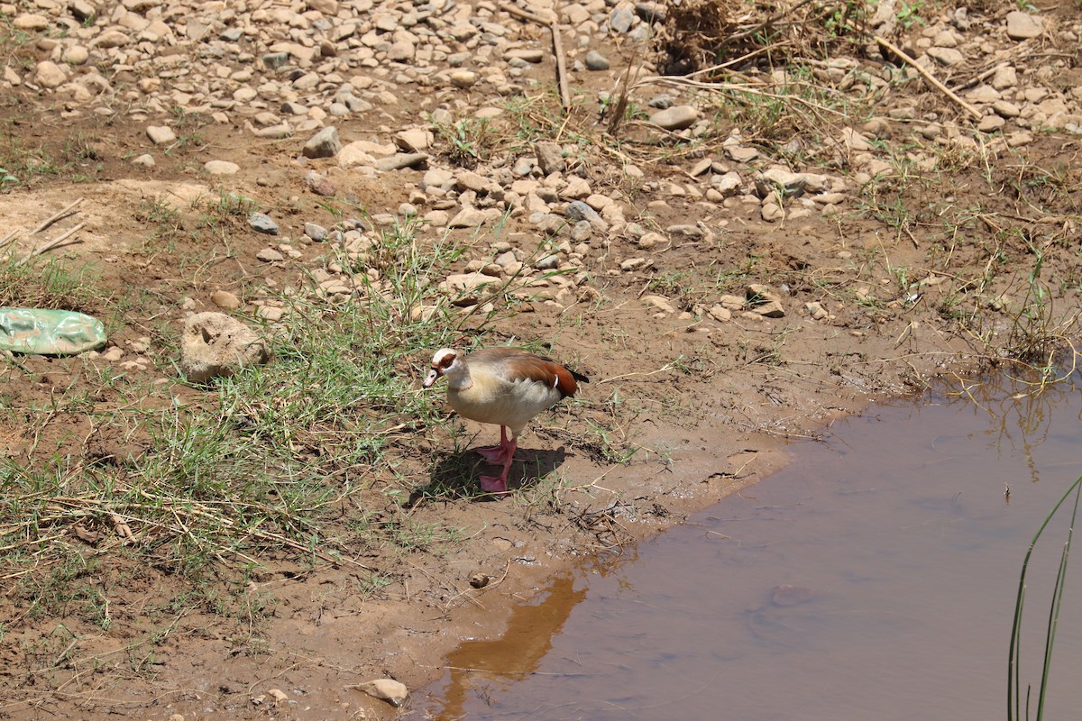 Egyptian Goose - ML619086003