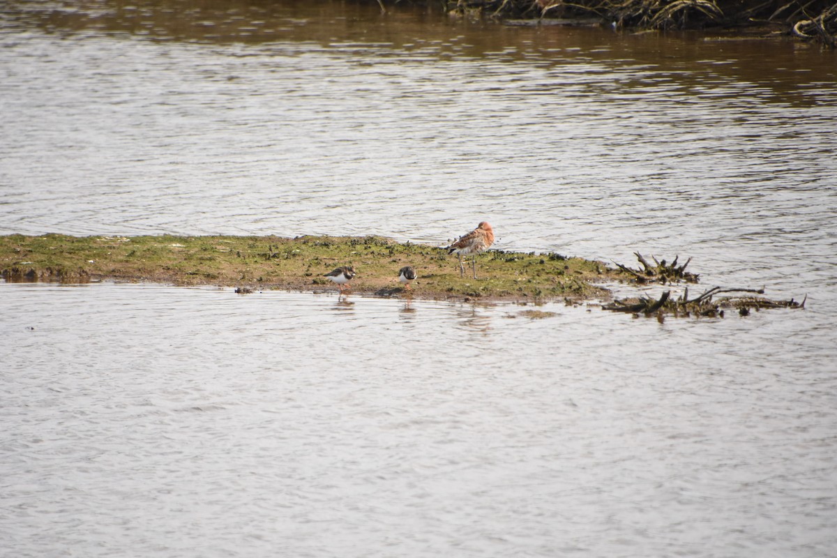 Black-tailed Godwit - ML619086007