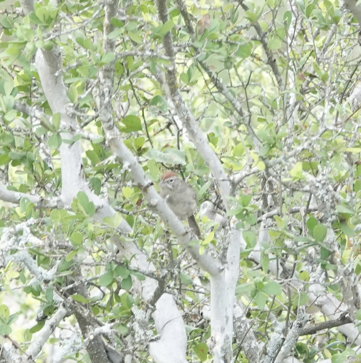 Rufous-crowned Sparrow - Celeste Treadway
