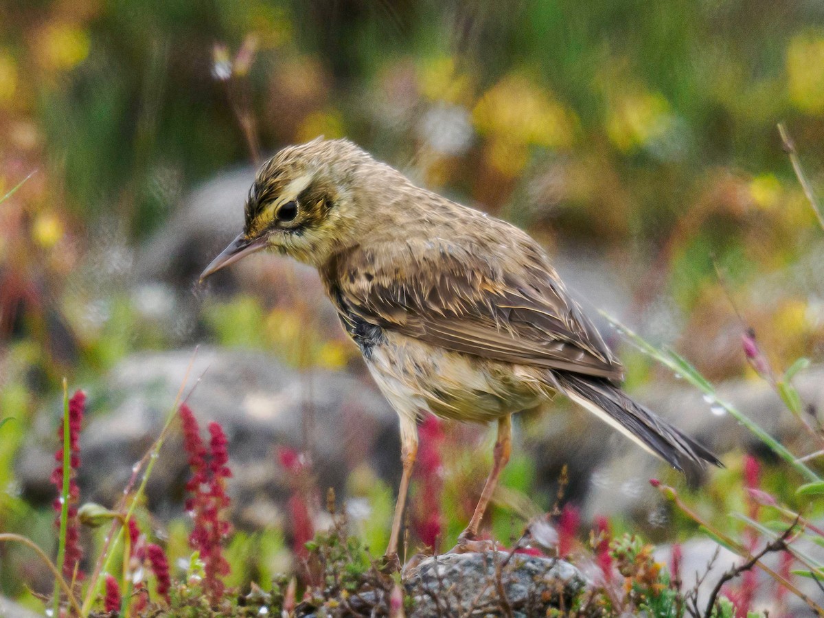 Tawny Pipit - Manuel Fernandez-Bermejo