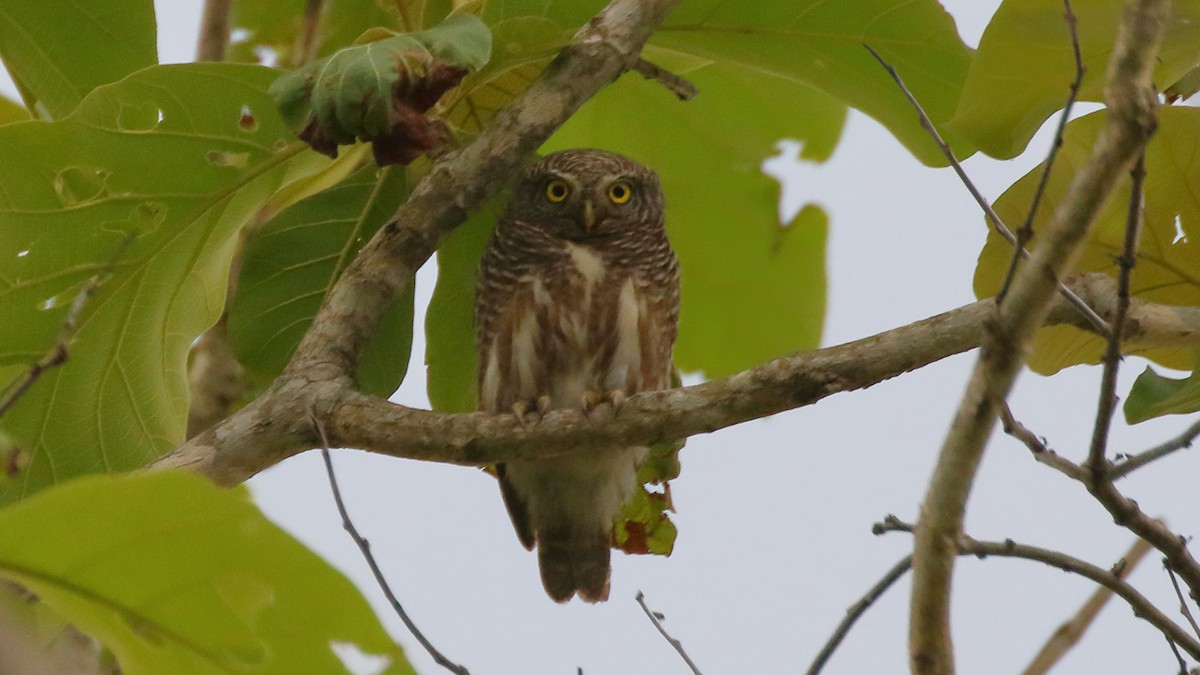 Asian Barred Owlet - Paul Anderson