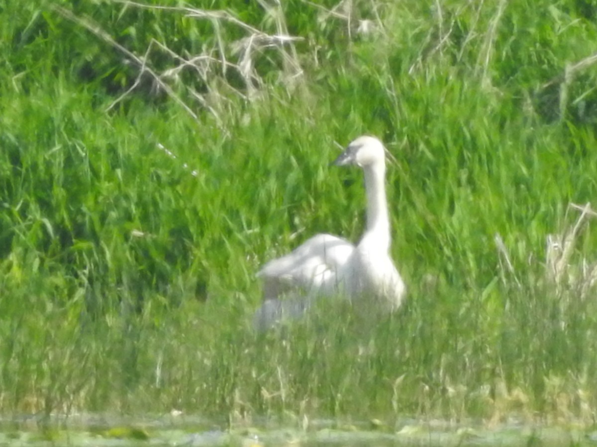 Trumpeter Swan - ML619086053