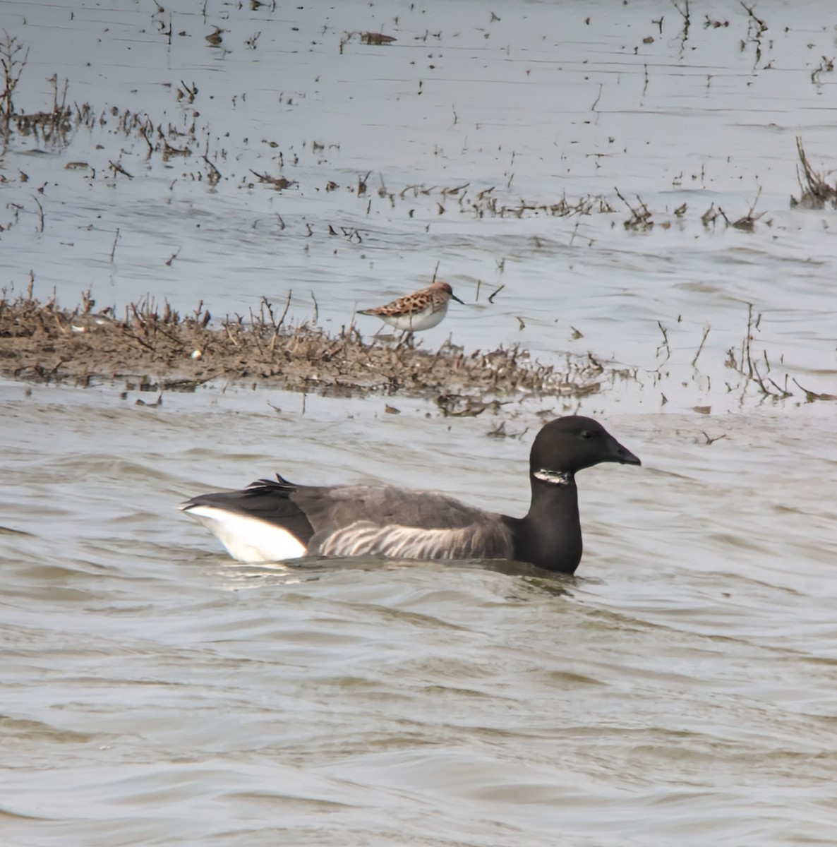 Zwergstrandläufer - ML619086058