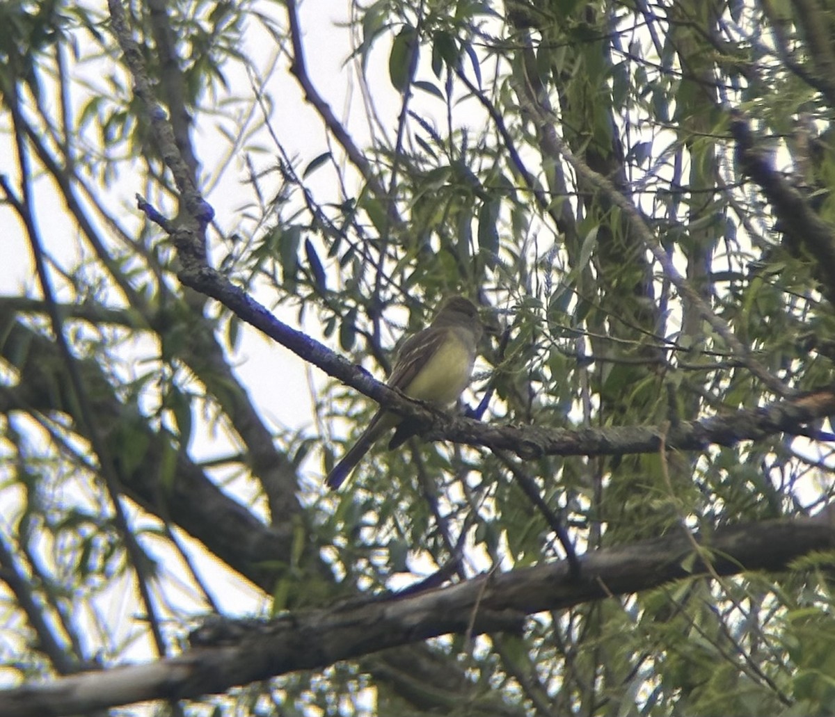 Great Crested Flycatcher - Ellie Campbell