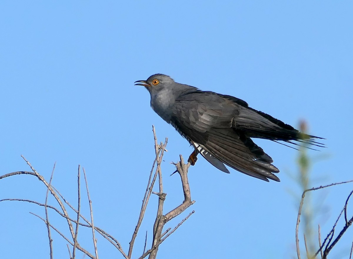 Common Cuckoo - Dmitrii Konov