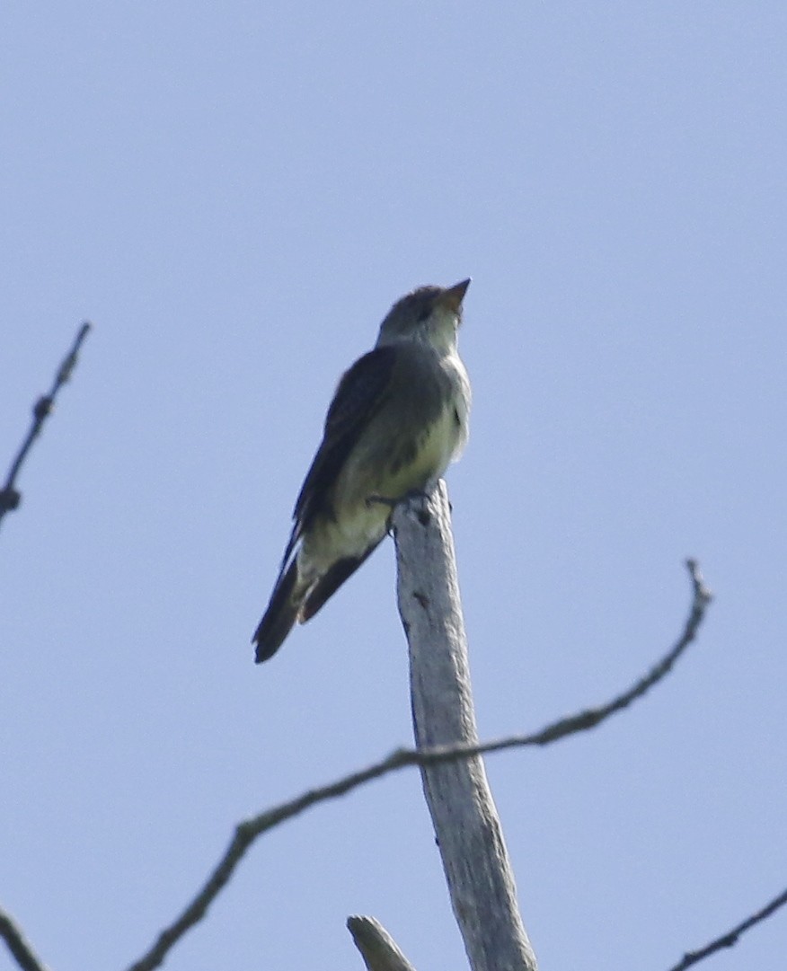 Olive-sided Flycatcher - ML619086101