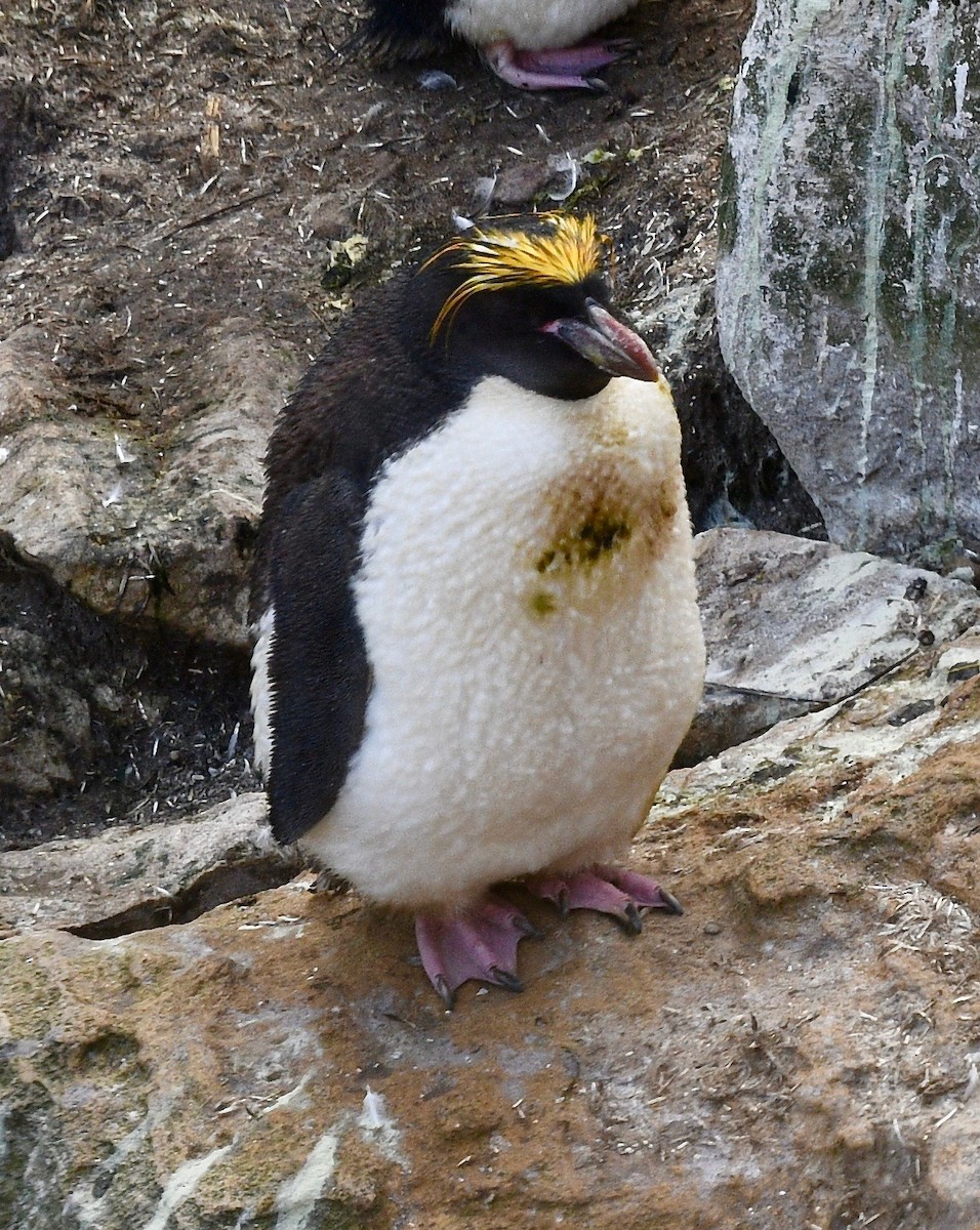 Пінгвін золотоволосий - ML619086113