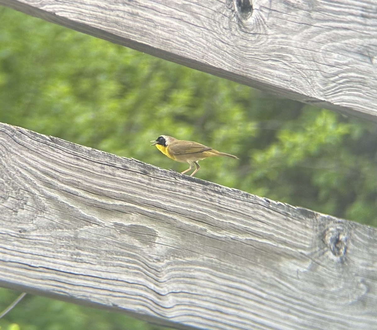 Common Yellowthroat - Ellie Campbell