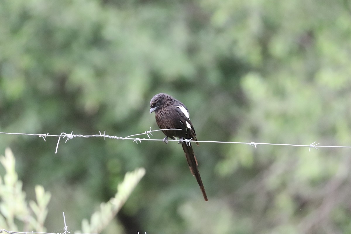 Magpie Shrike - Joseph Bozzo