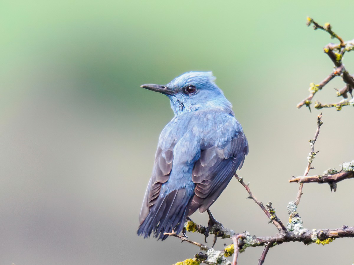 Blue Rock-Thrush - Manuel Fernandez-Bermejo