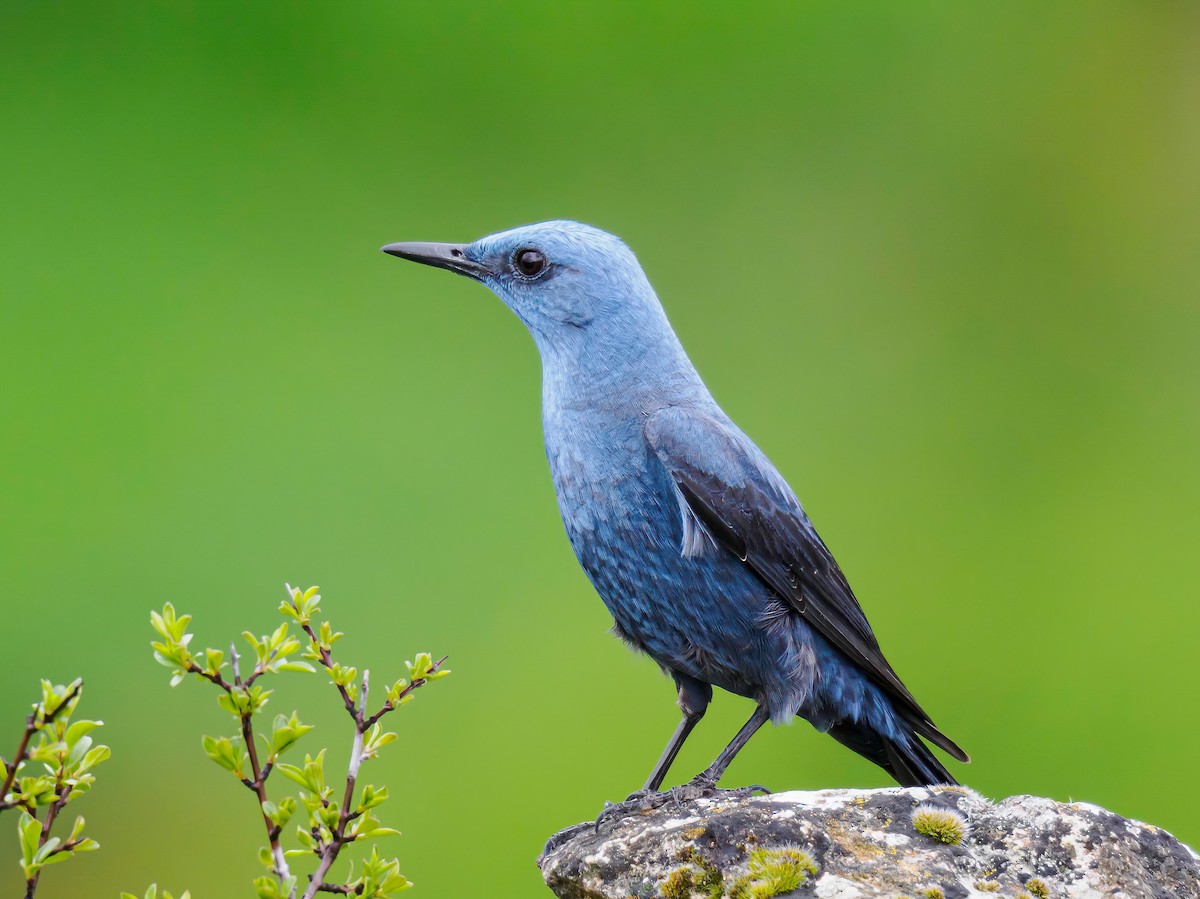 Blue Rock-Thrush - ML619086155