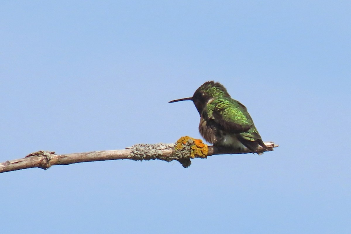 Ruby-throated Hummingbird - John Zakelj
