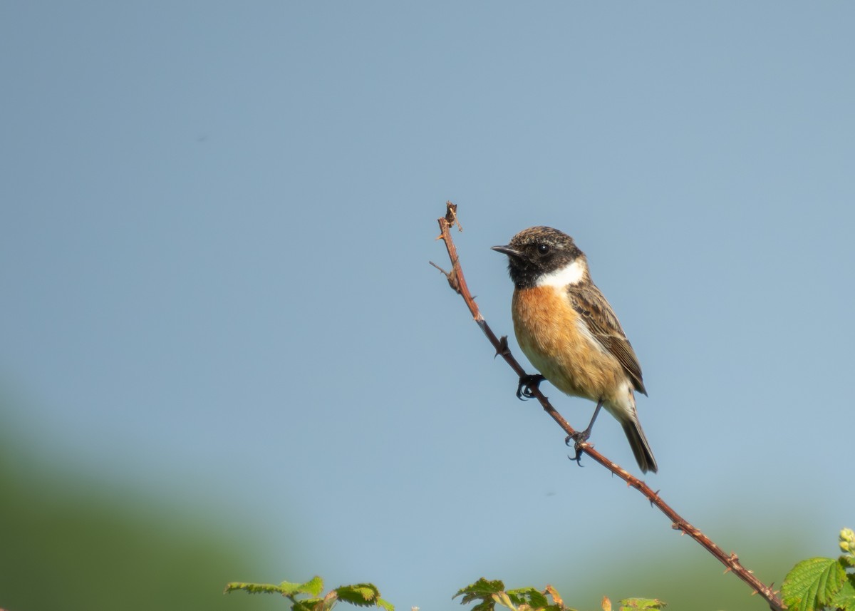 European Stonechat - Quinlan Cijntje