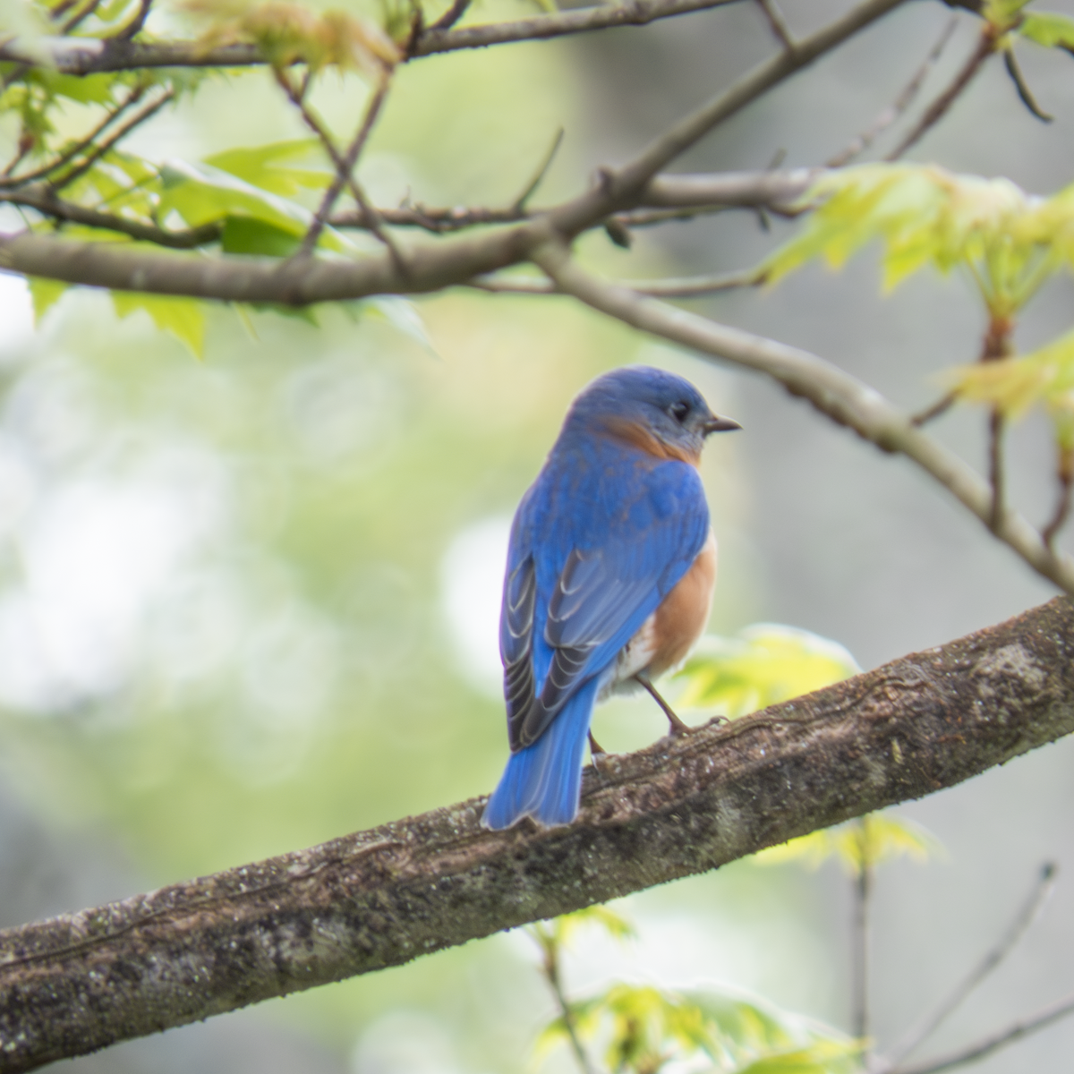 Eastern Bluebird - William Chernowetz