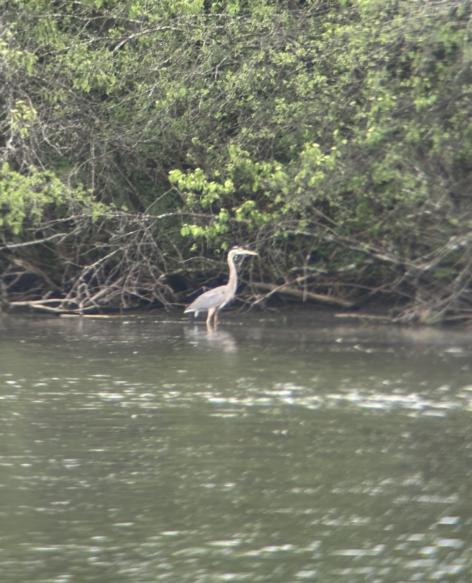 Great Blue Heron - ML619086199