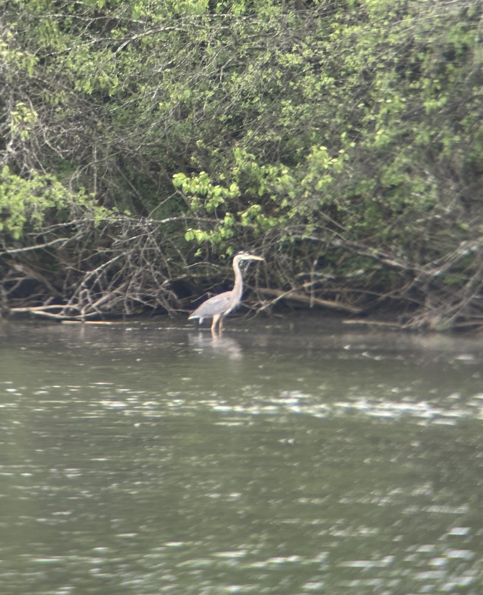 Great Blue Heron - ML619086199