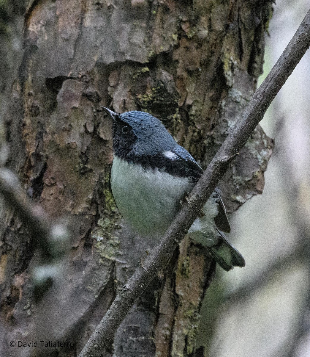 Black-throated Blue Warbler - David Taliaferro
