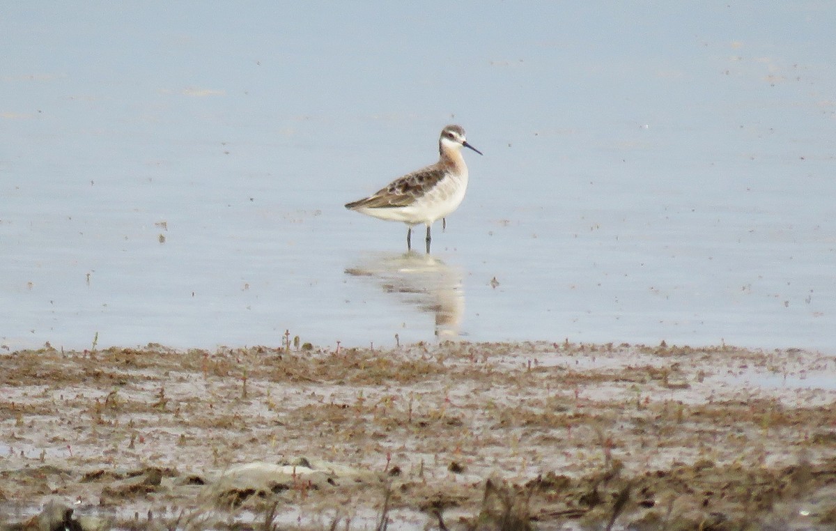 Falaropo Tricolor - ML619086203