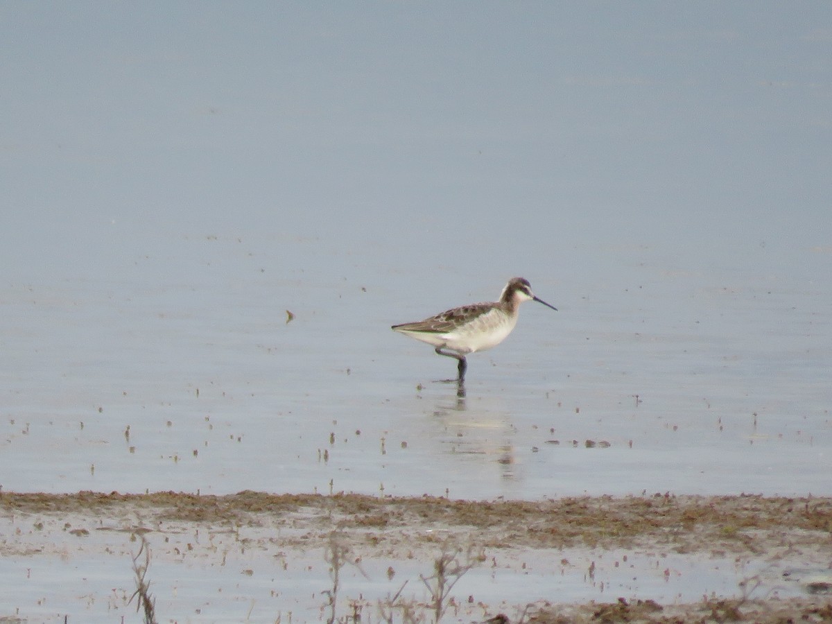 Wilson's Phalarope - Nicole Werth