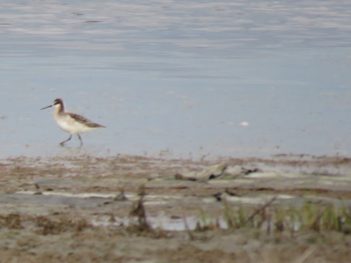 Falaropo Tricolor - ML619086205