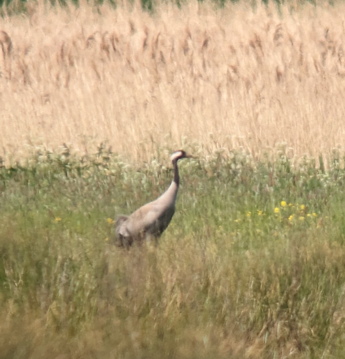 Common Crane - Rob Stevenson