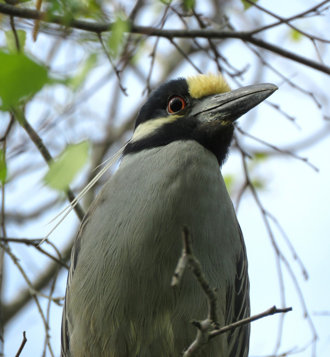 Yellow-crowned Night Heron - ML619086209