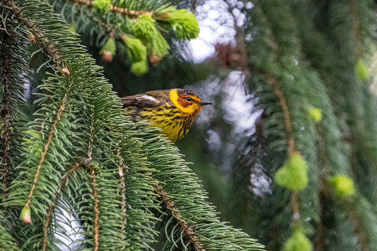 Cape May Warbler - ML619086226
