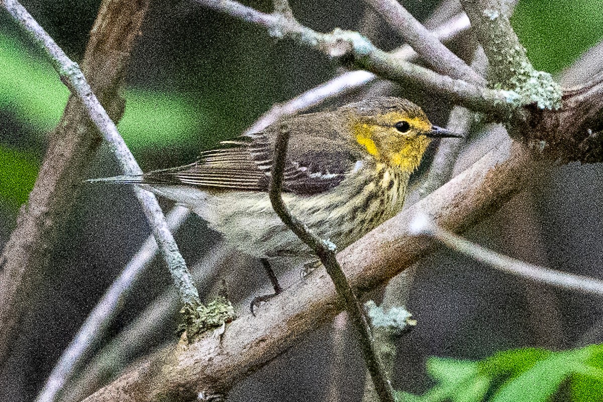 Cape May Warbler - ML619086228