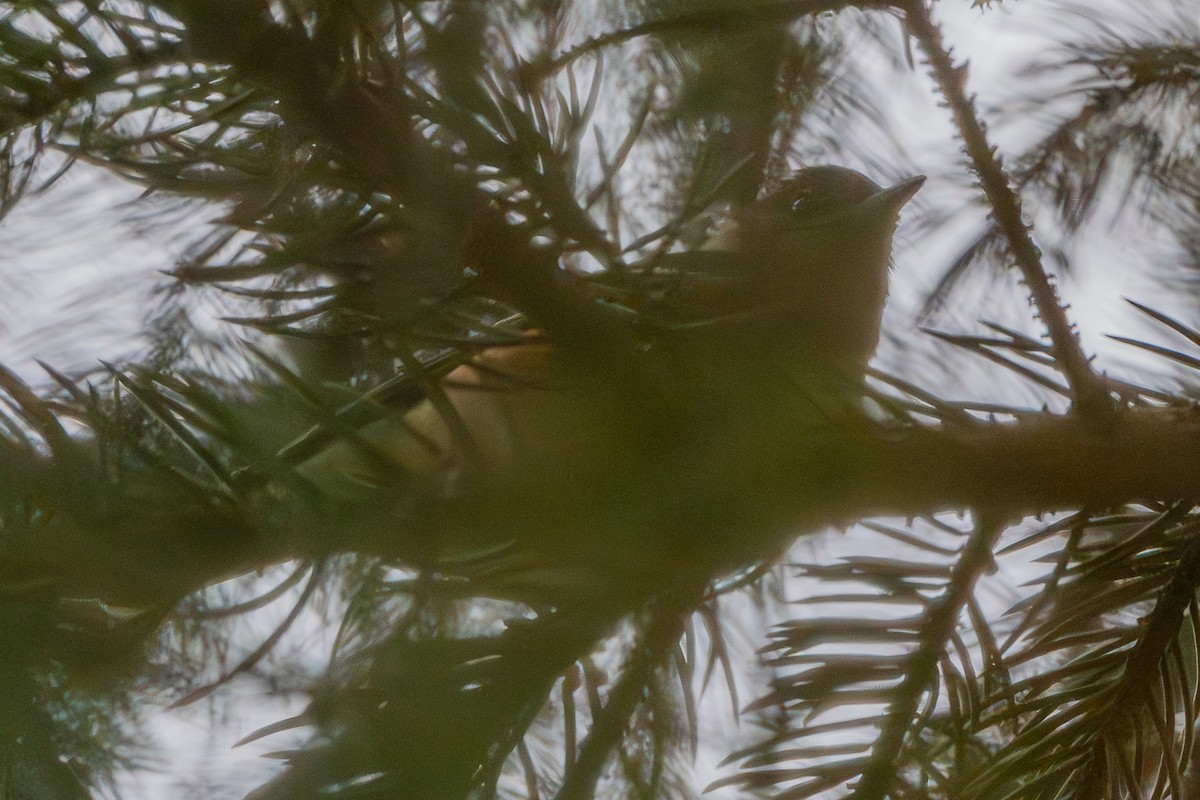 Bay-breasted Warbler - ML619086231